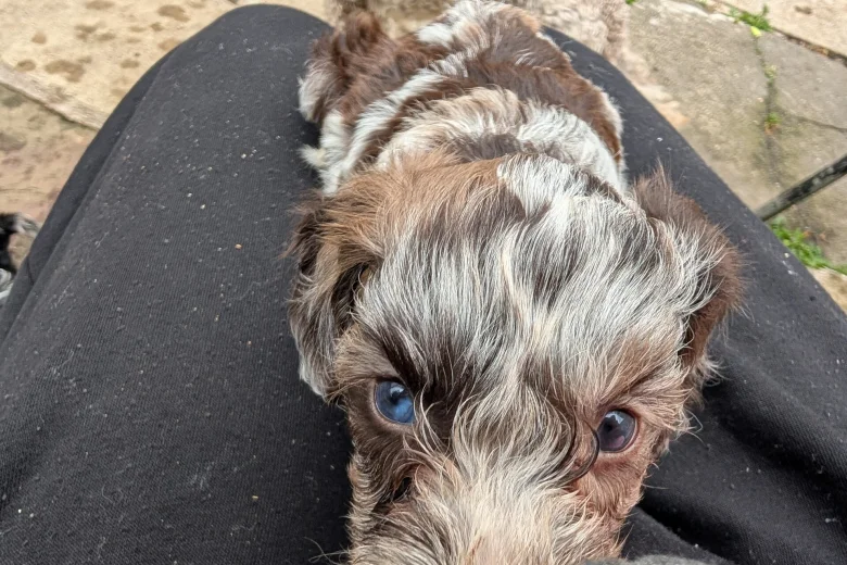 Cockapoo