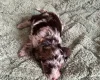 Cockapoo