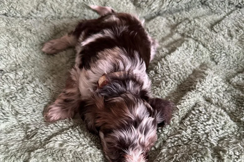 Cockapoo