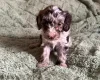Cockapoo