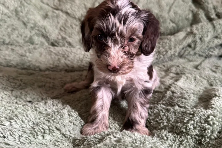 Cockapoo