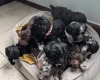 Cockapoo