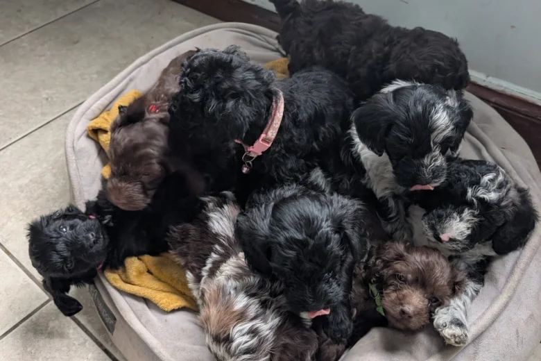 Cockapoo