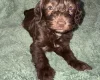 Cockapoo