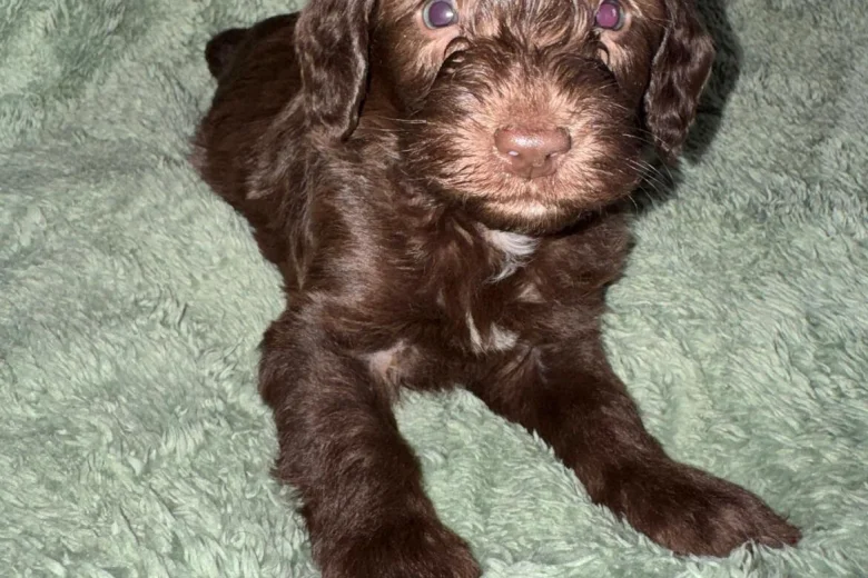 Cockapoo