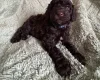 Cockapoo