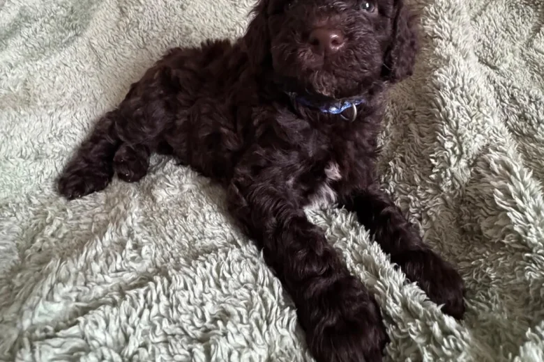 Cockapoo