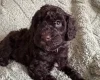 Cockapoo