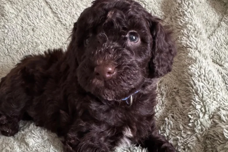 Cockapoo