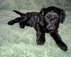 Cockapoo