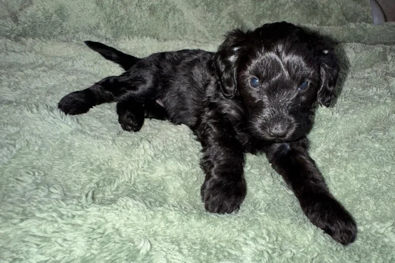 Cockapoo