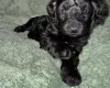 Cockapoo