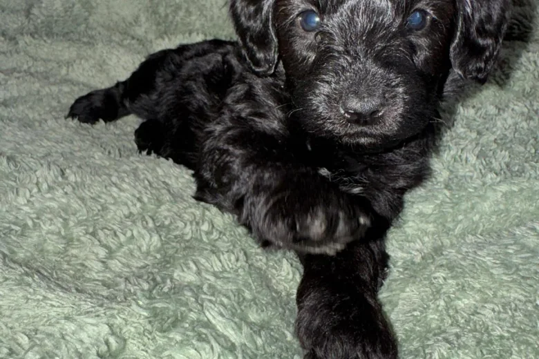 Cockapoo