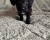 Cockapoo