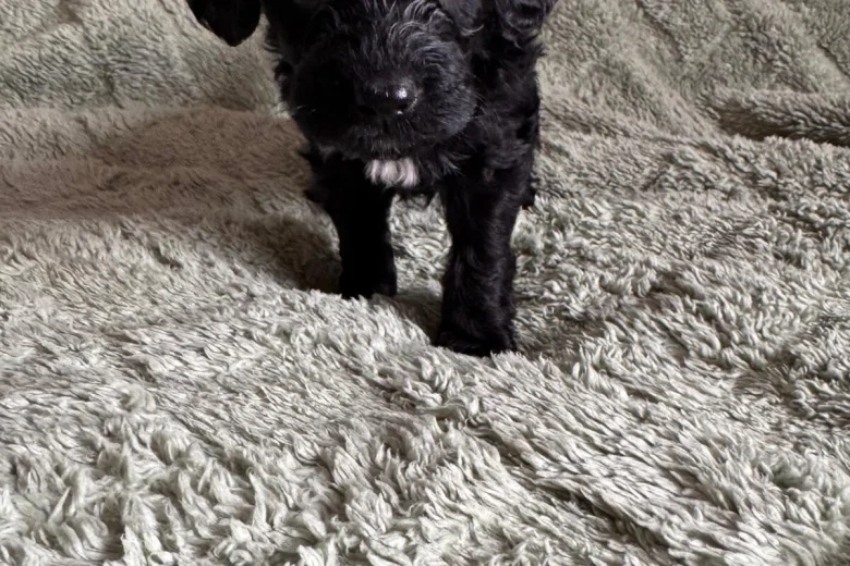 Cockapoo