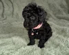 Cockapoo