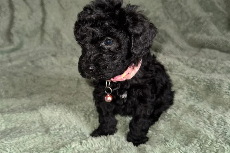 Cockapoo