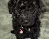 Cockapoo