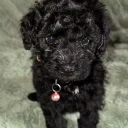 Cockapoo