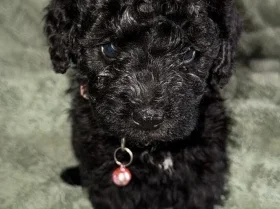 Cockapoo
