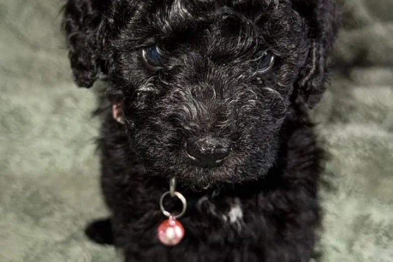 Cockapoo