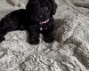 Cockapoo