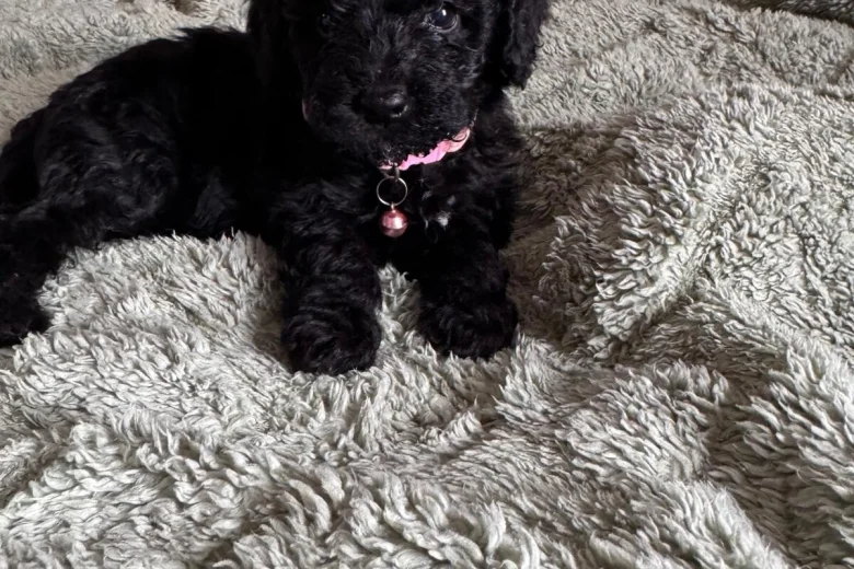Cockapoo