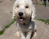 Cockapoo