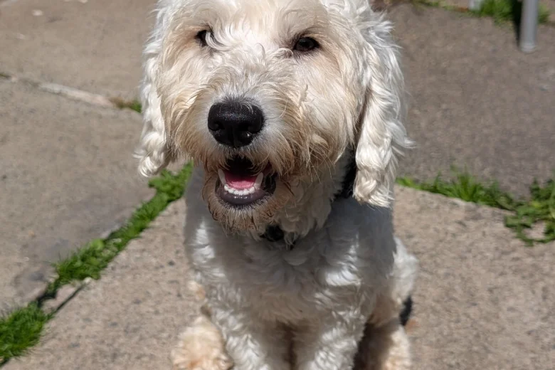 Cockapoo