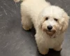 Cockapoo