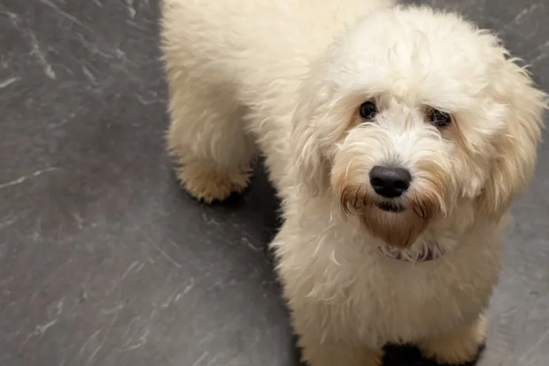 Cockapoo