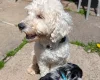 Cockapoo