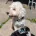 Cockapoo