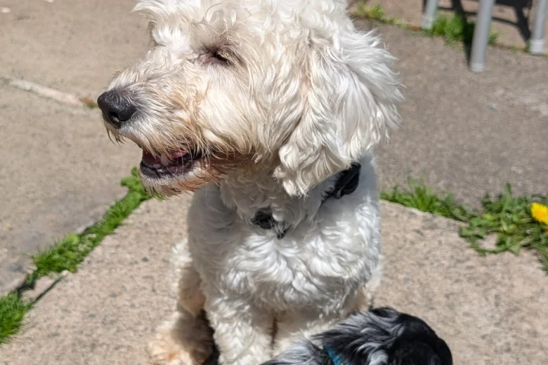 Cockapoo