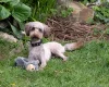 Cockapoo