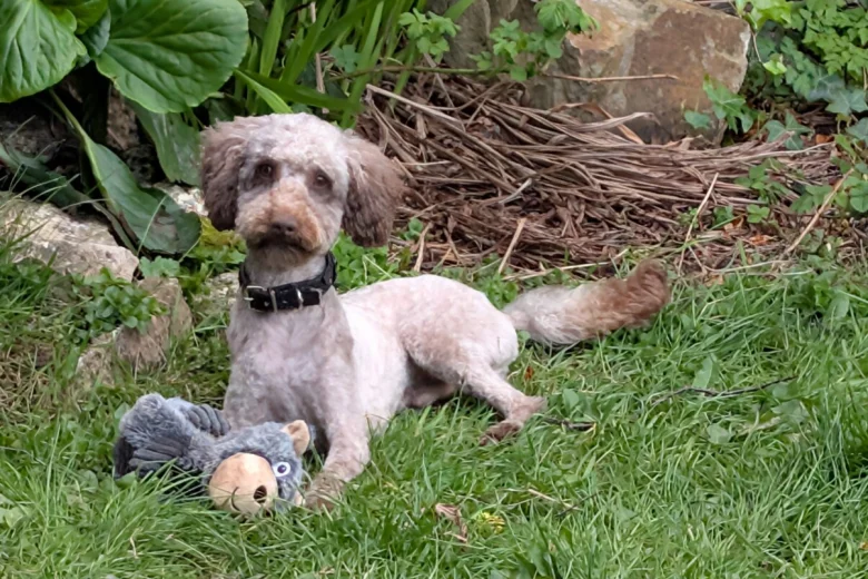 Cockapoo