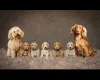 Cockapoo