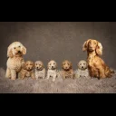 Cockapoo