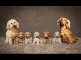Cockapoo