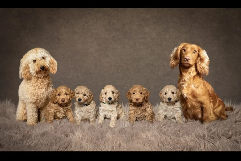 Cockapoo