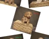 Cockapoo