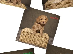Cockapoo