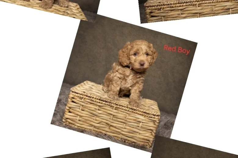 Cockapoo