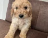 Cockapoo