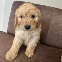 Cockapoo