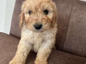 Cockapoo