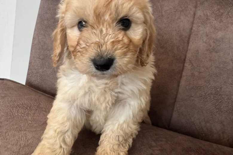 Cockapoo