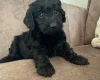 Cockapoo
