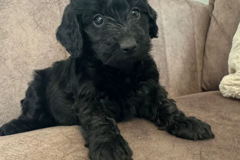 Cockapoo