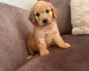 Cockapoo